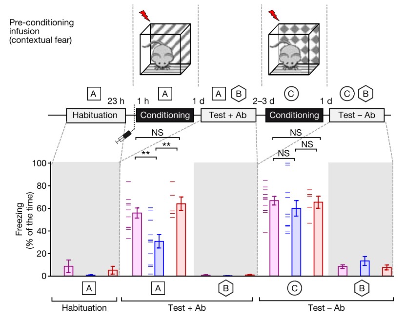 Animal Behavioral Tests Creative Bioarray